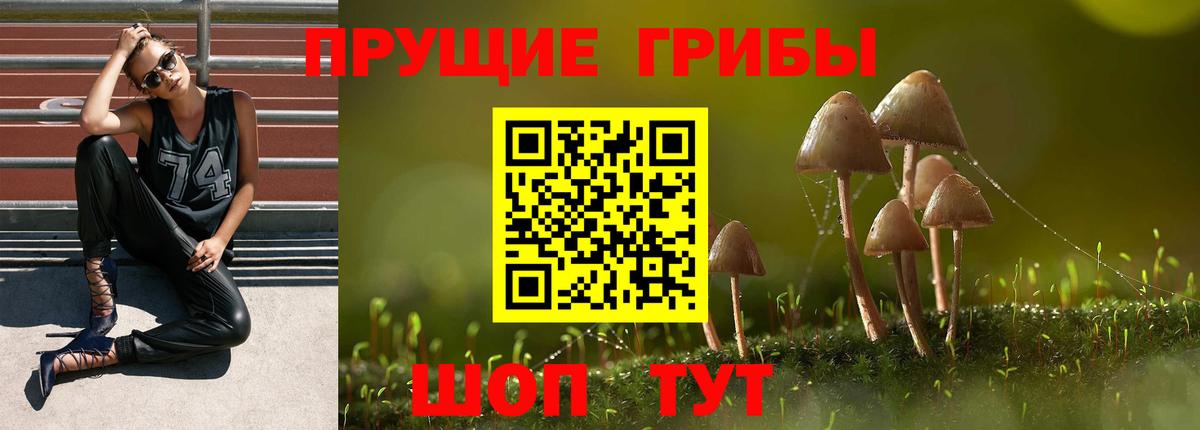 Галлюциногенные грибы Psilocybine cubensis Североуральск